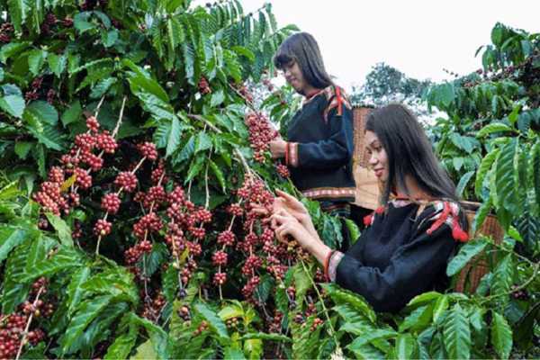 “Tri thức trồng và chế biến cà phê Đắk Lắk” chính thức trở thành di sản văn hóa phi vật thể quốc gia